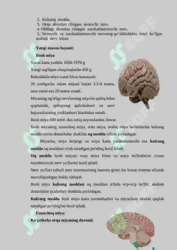 Bosh  miyaning  tuzilishi 4