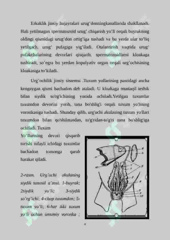 Tog’ayli baliqlarning individual rivojlanish xususiyatlari 3