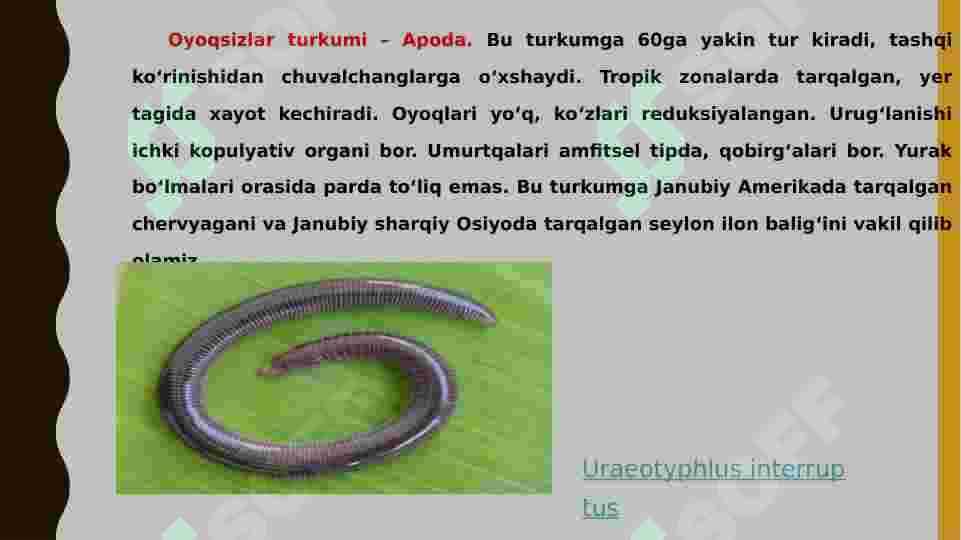 Suvda ham quruqlikda yashovchilarning quruqlikda chiqish sabablari va moslanish xususiyatlari 4