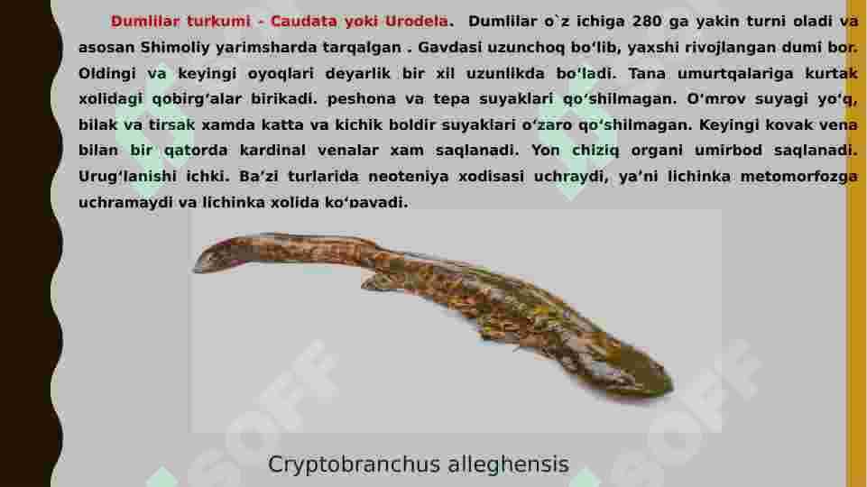 Suvda ham quruqlikda yashovchilarning quruqlikda chiqish sabablari va moslanish xususiyatlari 5