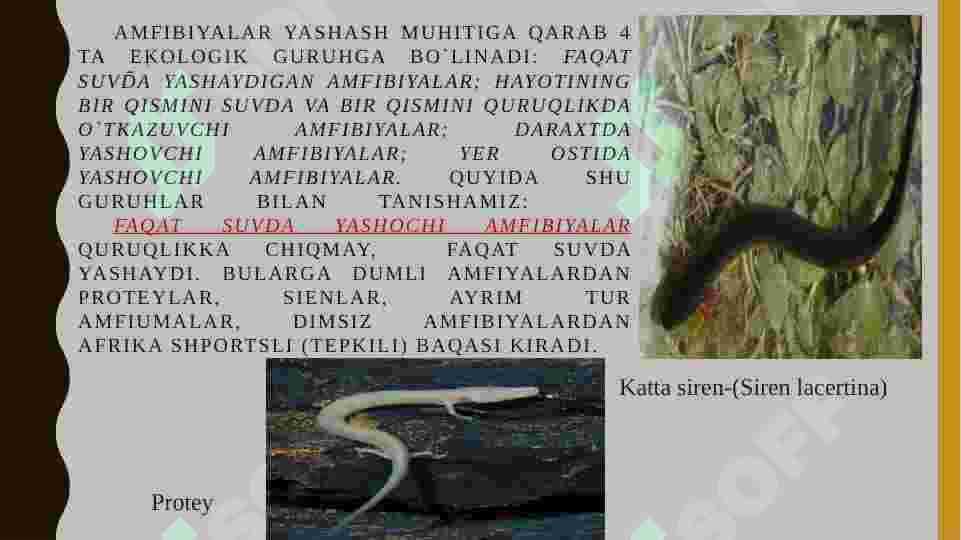 Suvda ham quruqlikda yashovchilarning quruqlikda chiqish sabablari va moslanish xususiyatlari 8