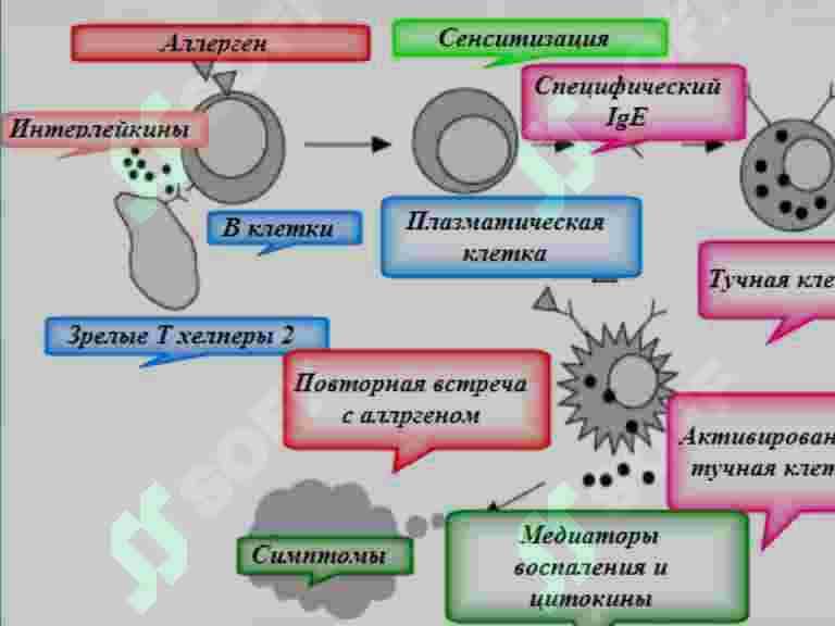 Anafilaktik shok 5