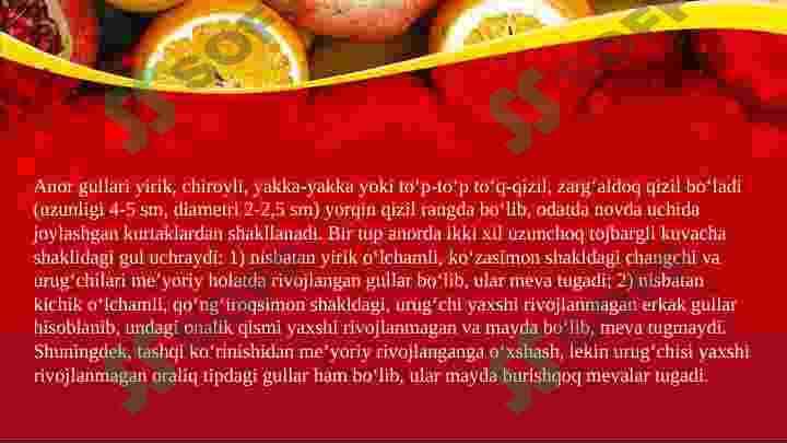 Anor 7