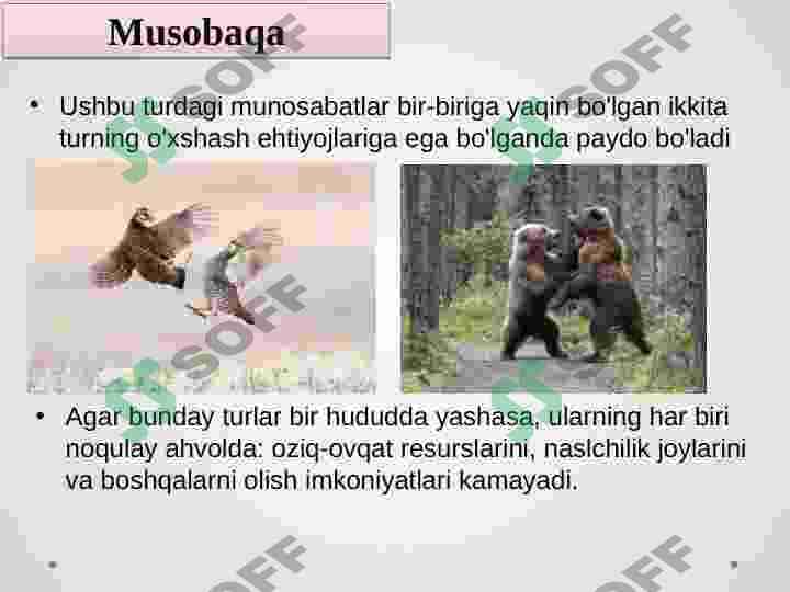 Antibiotik munosabatlari 3