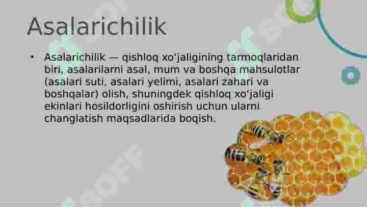 Asalarichilik Prezentatsiya 3