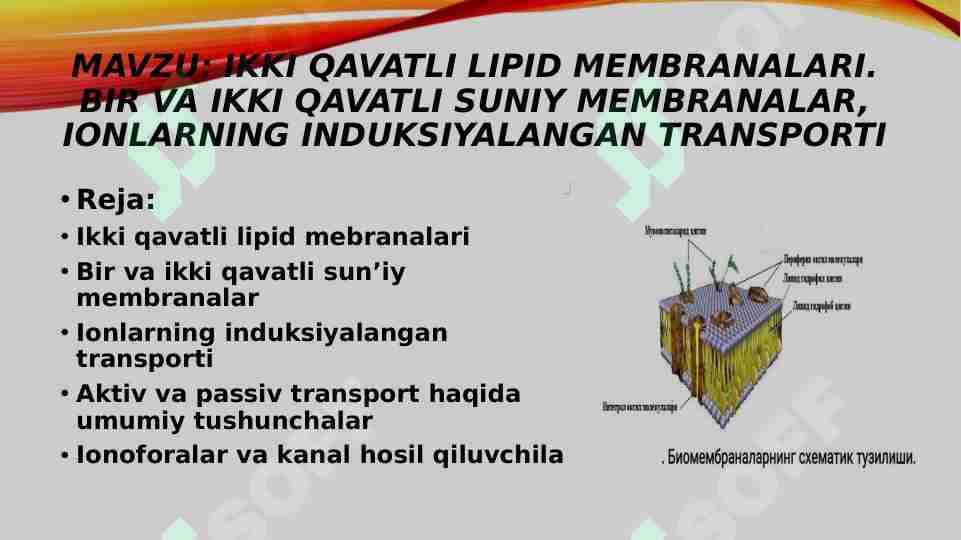 Ikki qavatli lipid membranalari. Bir va ikki qavatli suniy membranalar, ionlarning induksiyalangan transporti