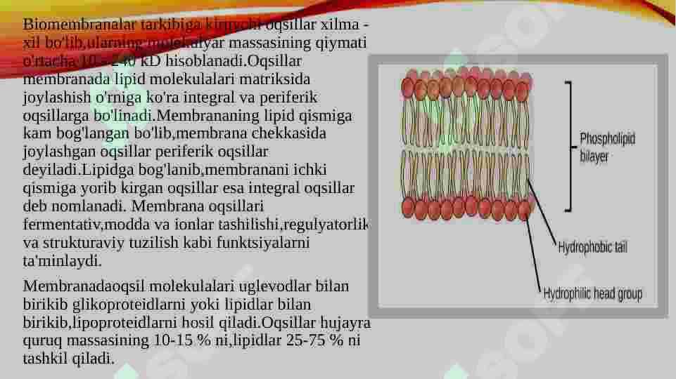 Ikki qavatli lipid membranalari. Bir va ikki qavatli suniy membranalar, ionlarning induksiyalangan transporti 3