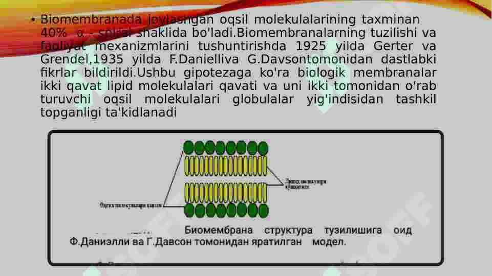 Ikki qavatli lipid membranalari. Bir va ikki qavatli suniy membranalar, ionlarning induksiyalangan transporti 4
