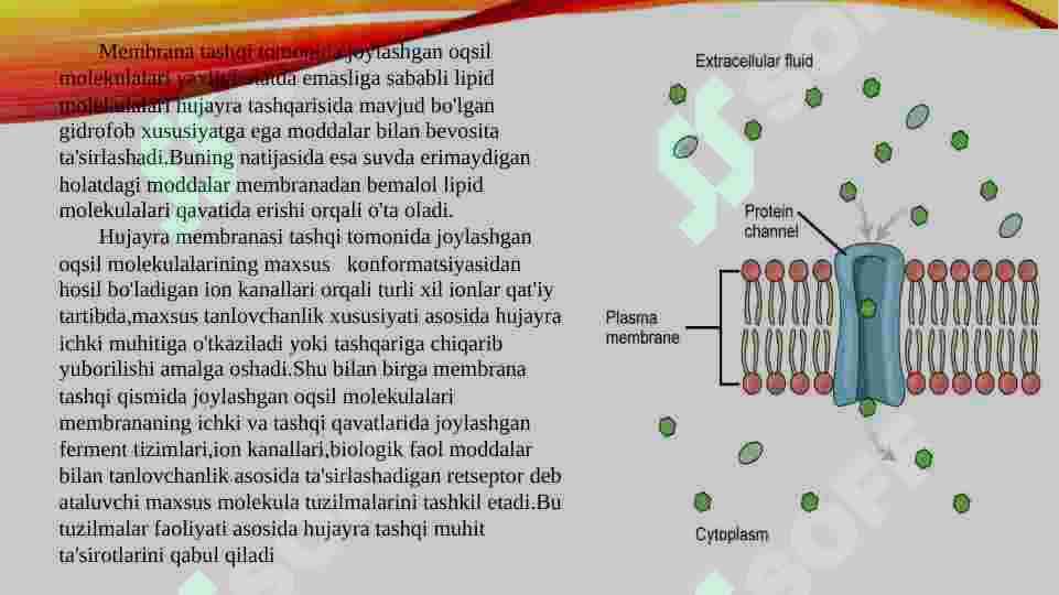 Ikki qavatli lipid membranalari. Bir va ikki qavatli suniy membranalar, ionlarning induksiyalangan transporti 8