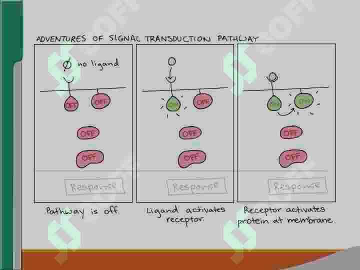 SIGNALLARNI MEMBRANA ORQALI O‘TKAZISH 5