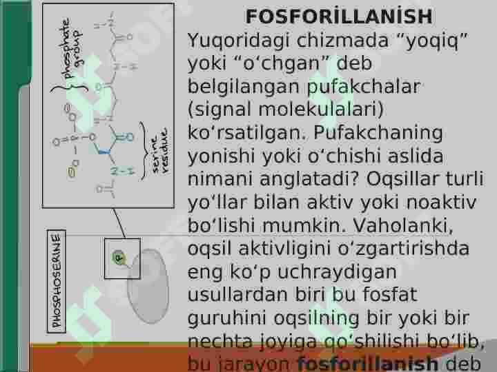 SIGNALLARNI MEMBRANA ORQALI O‘TKAZISH 8