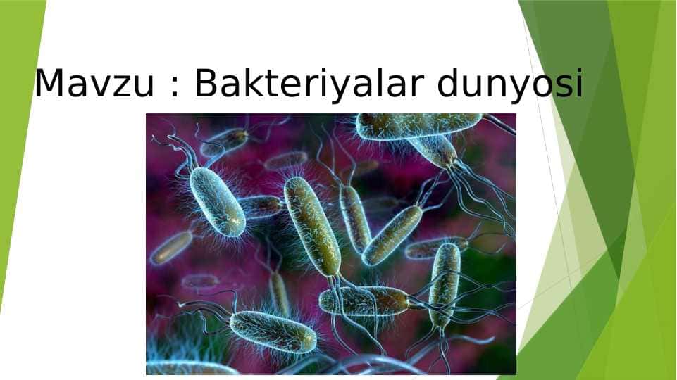 Bakteriyalar dunyosi