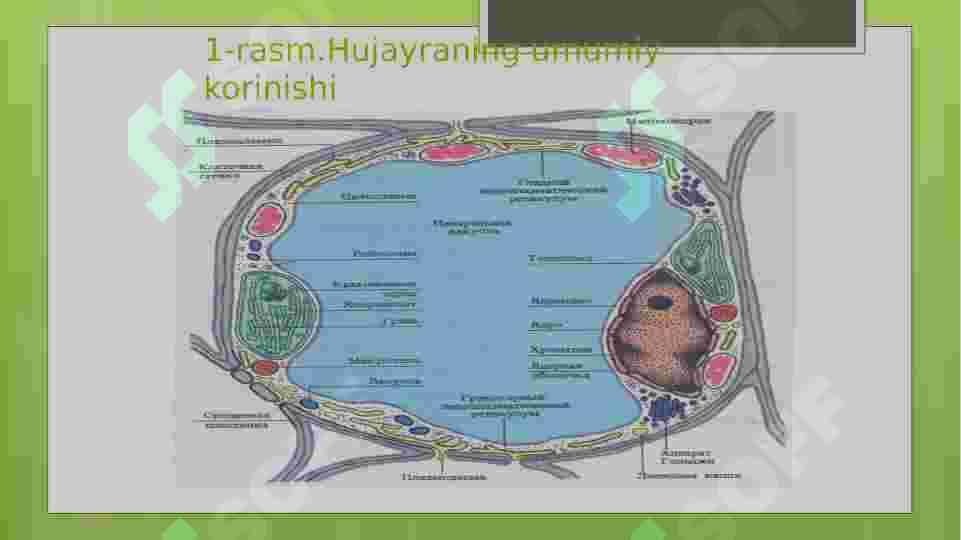 Biologik membranalarning tuzilishi va funksiyalari 3