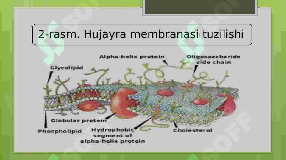 Biologik membranalarning tuzilishi va funksiyalari 6