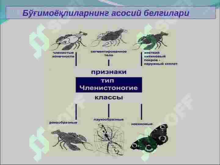 Bo‘g‘imoyoqlilar   (Artuhropoda) tipi 5