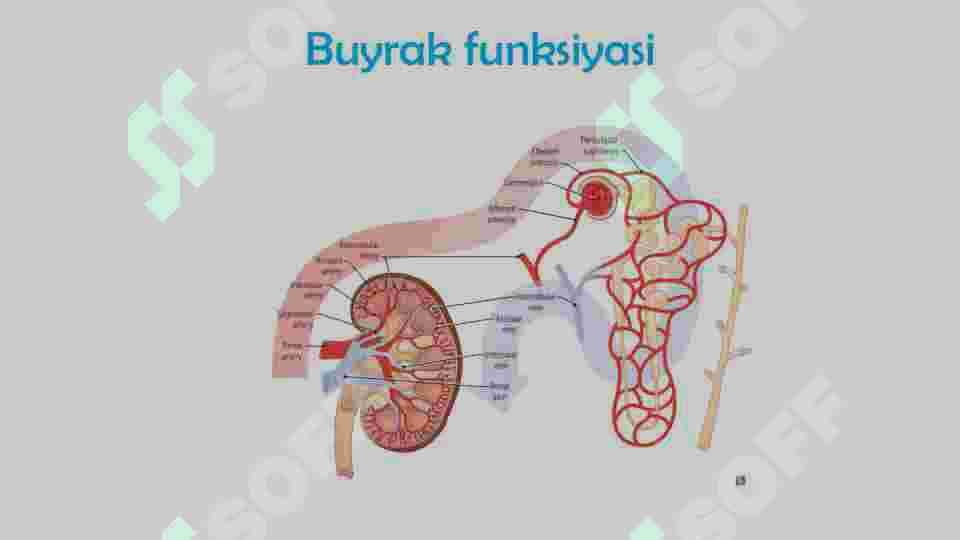 Nefron fiziologiyasi 4