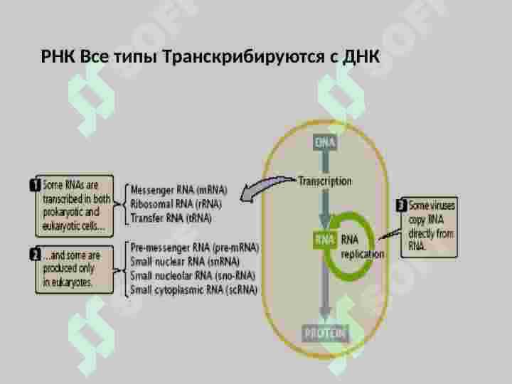 DNK Transkripsiyasi 4