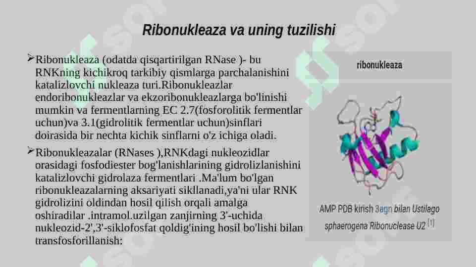 Ribonukleaza va Dezoksiribonukleaza fermenti va uning funksiyasi 2