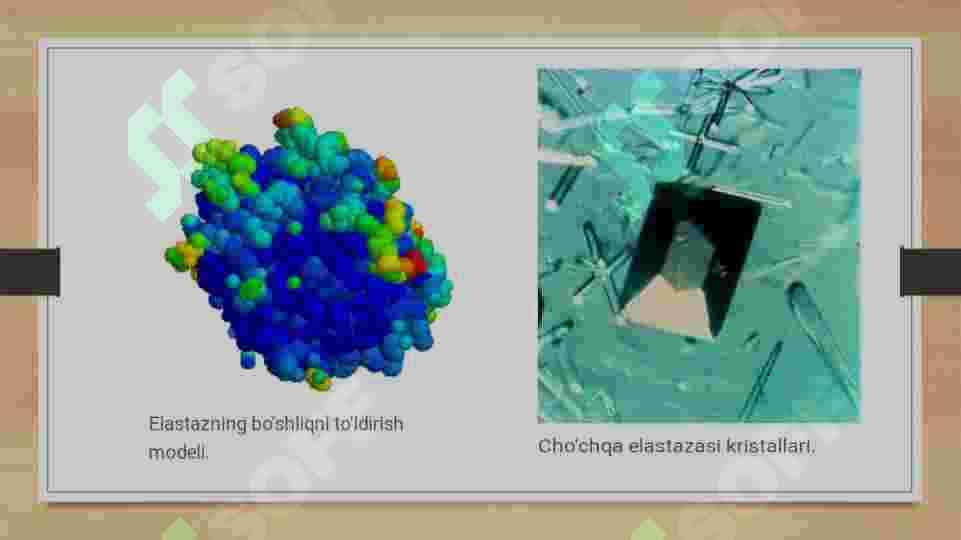 Elastaza fermentining ahamiyati va funksiyasi 3