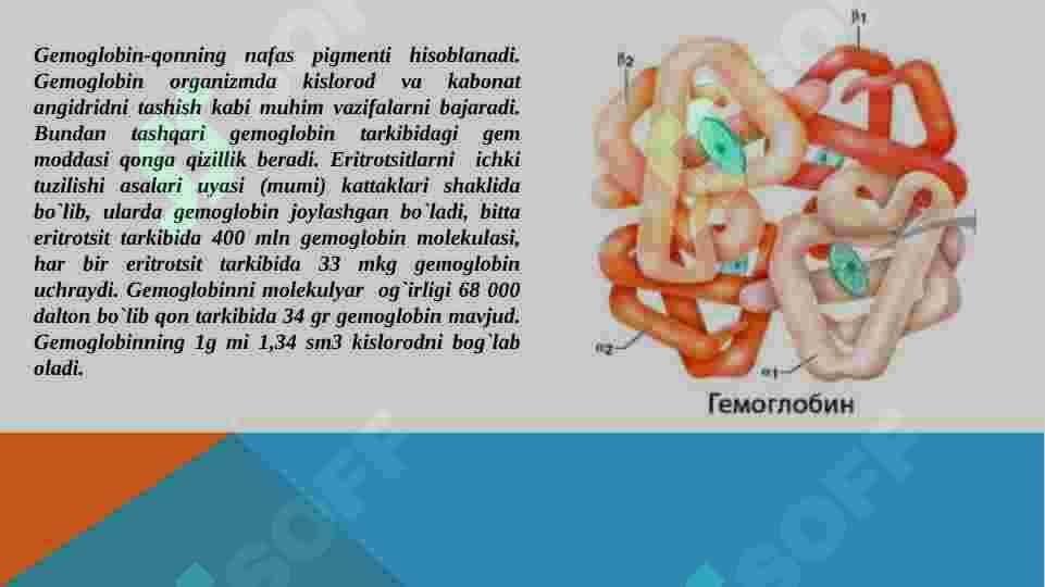 Gemoglobinning tuzilishi va u yordamida kislorod tashish mexanizmi 2