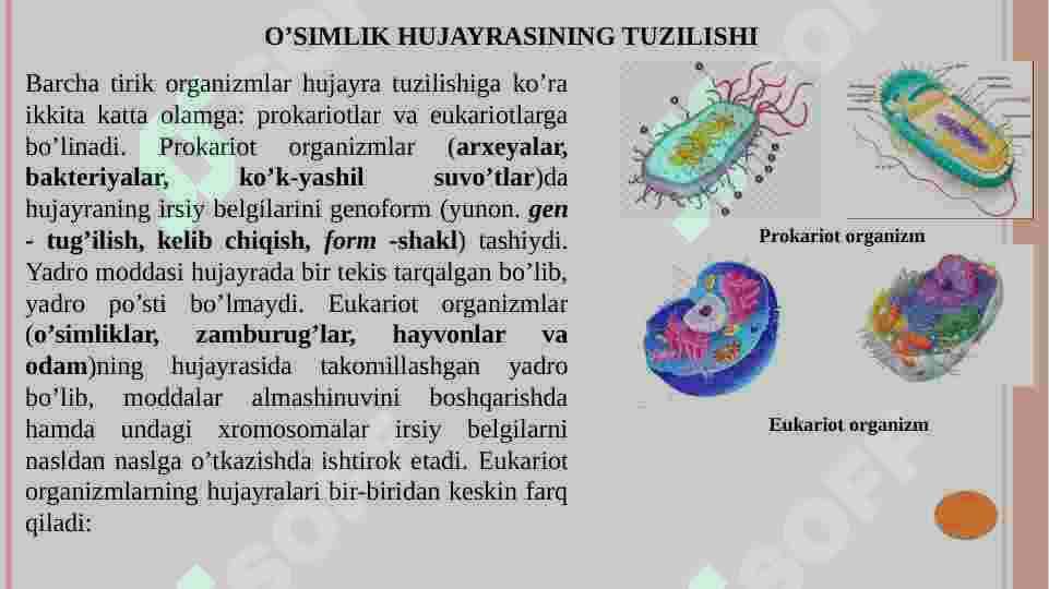 O’simlik hujayrasining tuzilishi 2