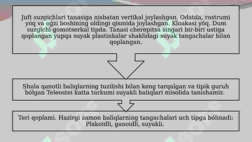 O’TKINCHI, YARIM O’TKINCHI ,CHUCHUK SUV, DENGIZ BALIQLARINING TIRIKCHILIGIDAGI O’ZIGA XOSLIKLAR 3
