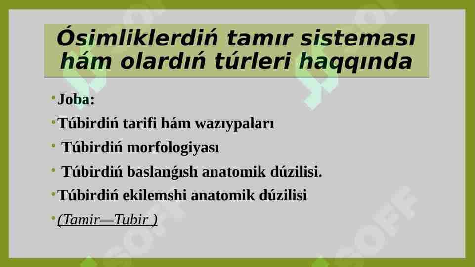 Ósimliklerdiń tamır sisteması hám olardıń túrleri haqqında