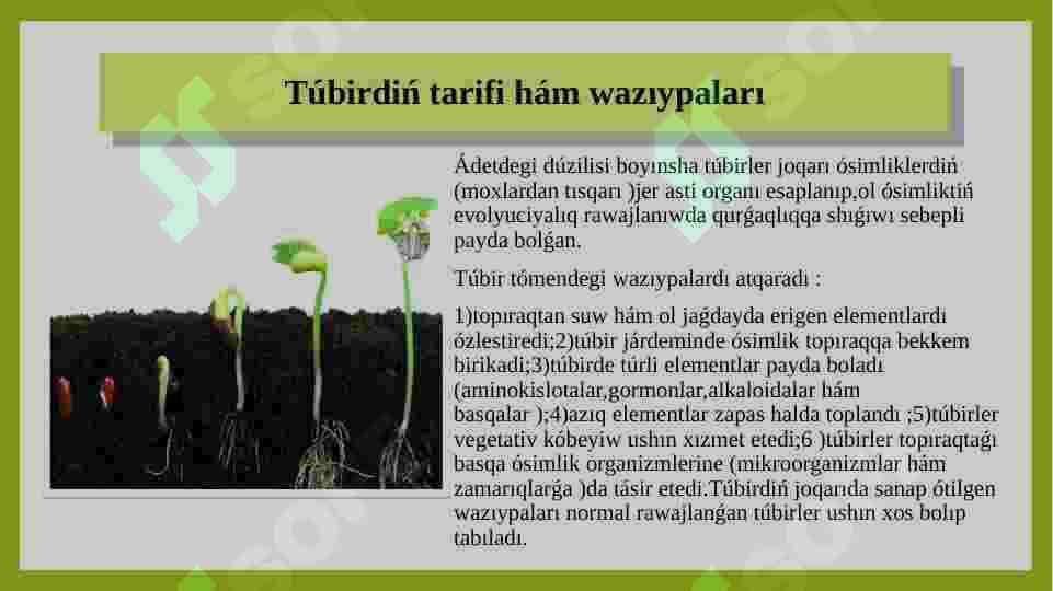 Ósimliklerdiń tamır sisteması hám olardıń túrleri haqqında 2
