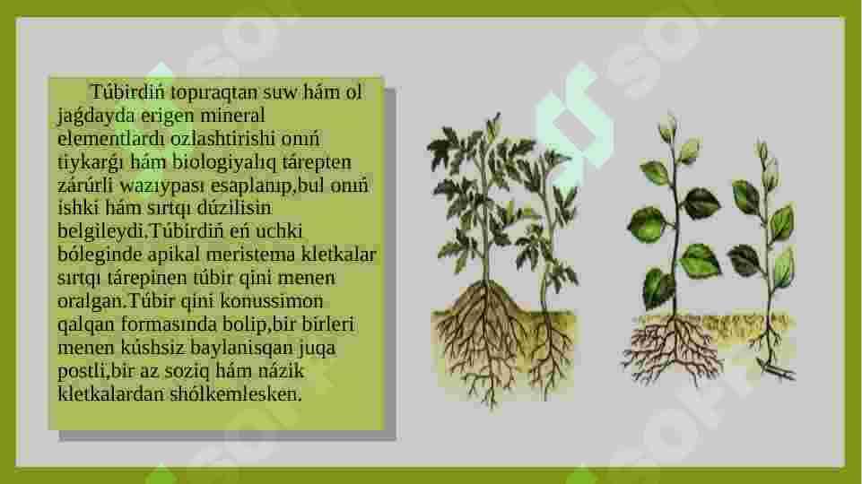 Ósimliklerdiń tamır sisteması hám olardıń túrleri haqqında 3