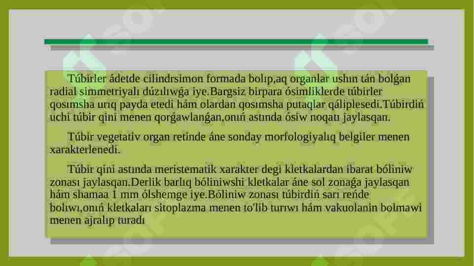 Ósimliklerdiń tamır sisteması hám olardıń túrleri haqqında 4