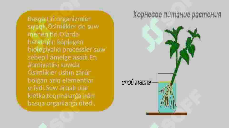 Azıqlıq zatlardıń tamır arqalı jutılıw mexanizmi 3