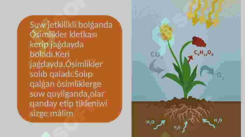 Azıqlıq zatlardıń tamır arqalı jutılıw mexanizmi 4