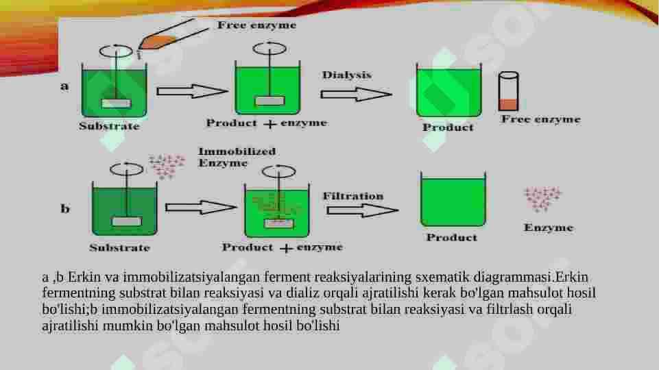Immobillangan fermentlarning tibbiyotdagi ahamiyati 3