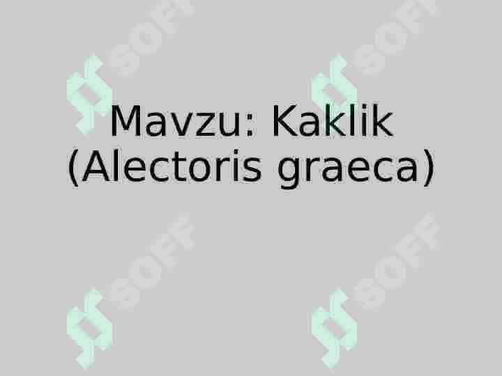 Kaklik 2