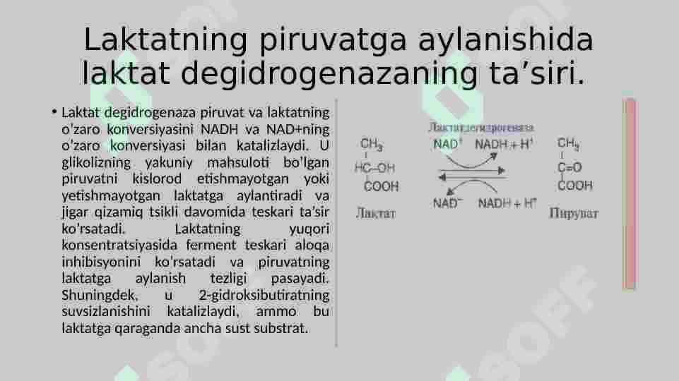 Fermentlar. Laktatdigedrogenaza 6