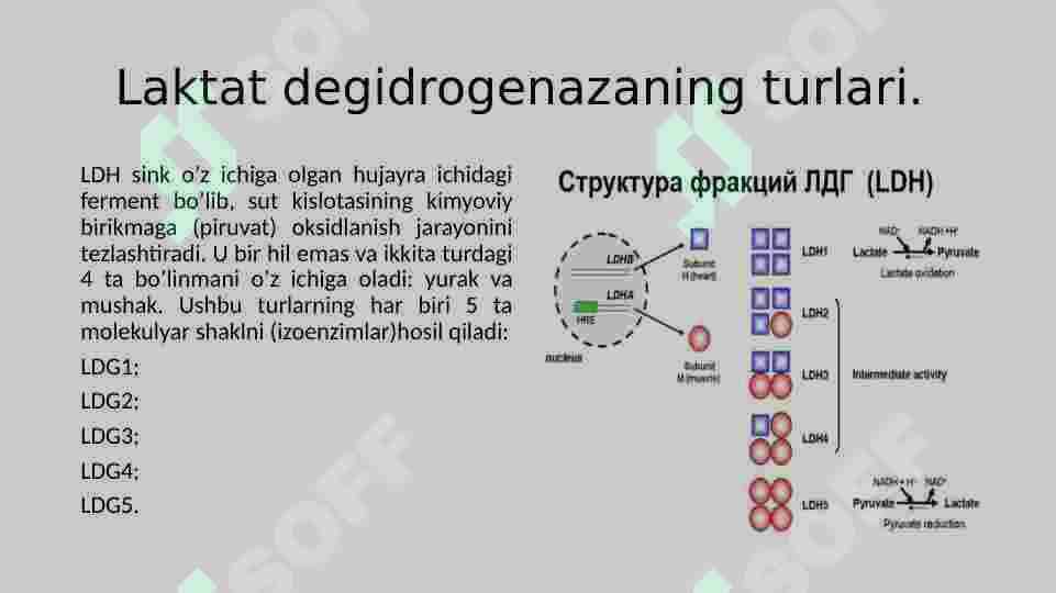 Fermentlar. Laktatdigedrogenaza 8