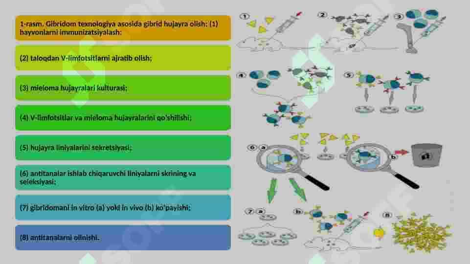 Monoklonal  antitelalar olish 7