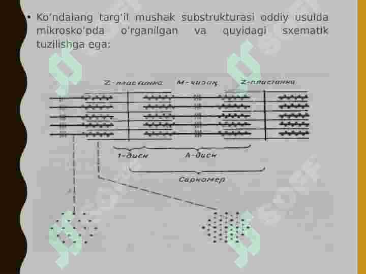 HARAKATCHAN QISQARUVCHI JARAYONLAR. MUSKUL QISQARISH APPARAT OQSILLARI 8