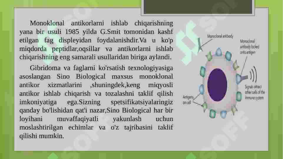 MONOKLONAL ANTITELOLAR OLISH 4