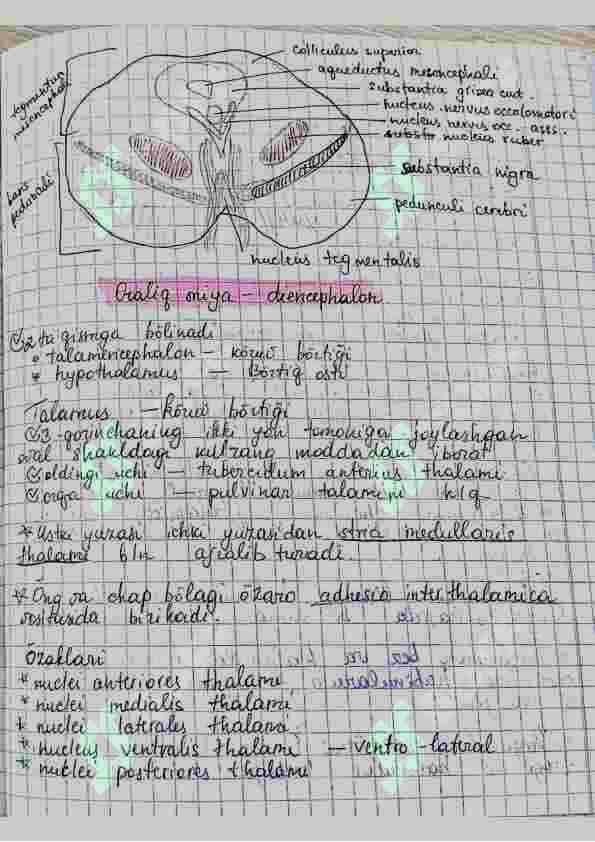 Amaliy mashgʻulot Anatomiya Handwritten 2
