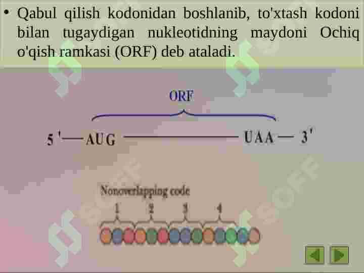 Hisoblashning ochiq ramkasini izlash. ORF finder dasturida ishlash 8