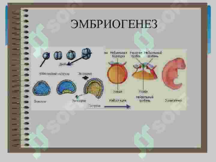 Ontogenez 5