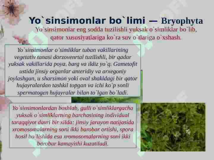 O’simliklar sistematikasi 7