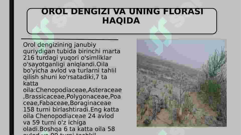 Orol dengizining qurigan tubining o’simliklar dunyosi 4