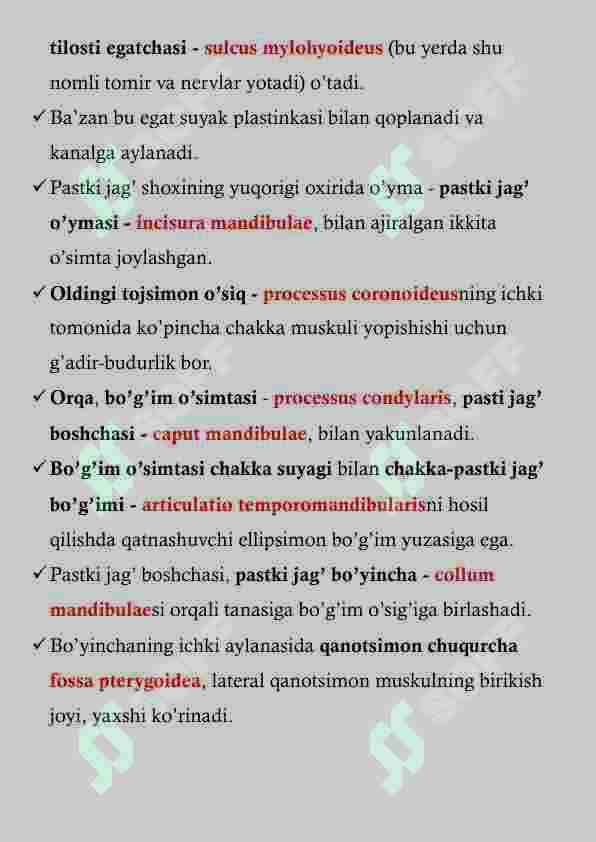 PASTKI JAG' ANATOMIYASI 5