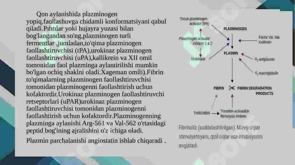 Plazmin fermenti 4