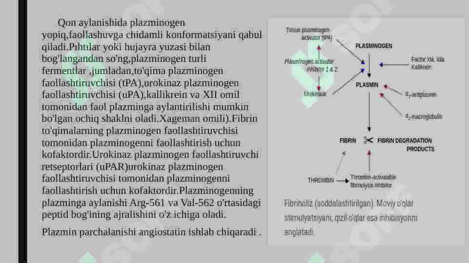 Plasmin fermenti va uning funksiyalari 4