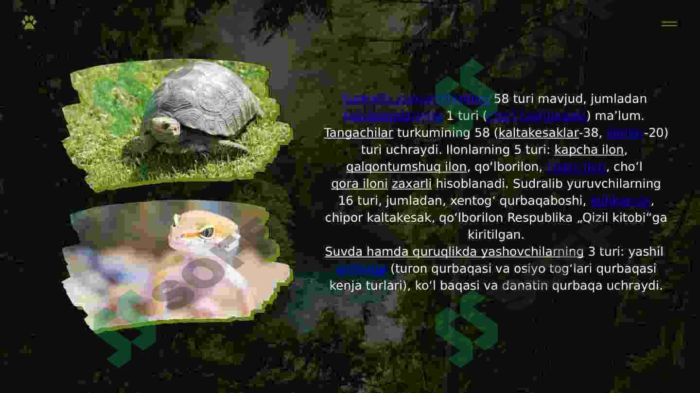 O'zbekiston hayvonot olami va "Qizil kitob"ga kiritilgan hayvonlar 4