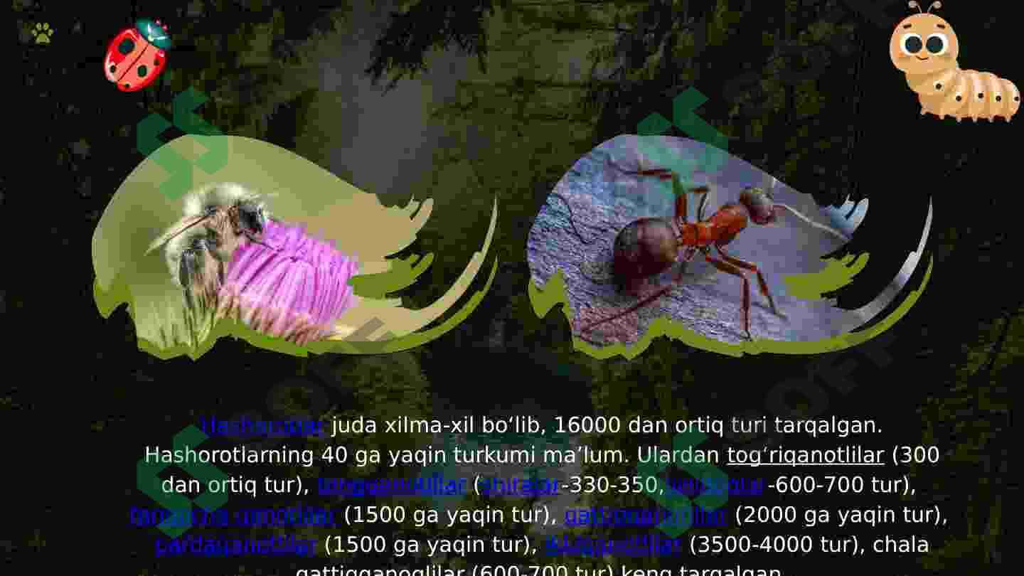 O'zbekiston hayvonot olami va "Qizil kitob"ga kiritilgan hayvonlar 6
