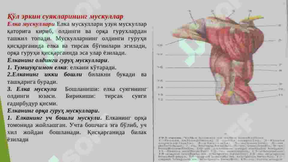Qo‘l muskullari 4